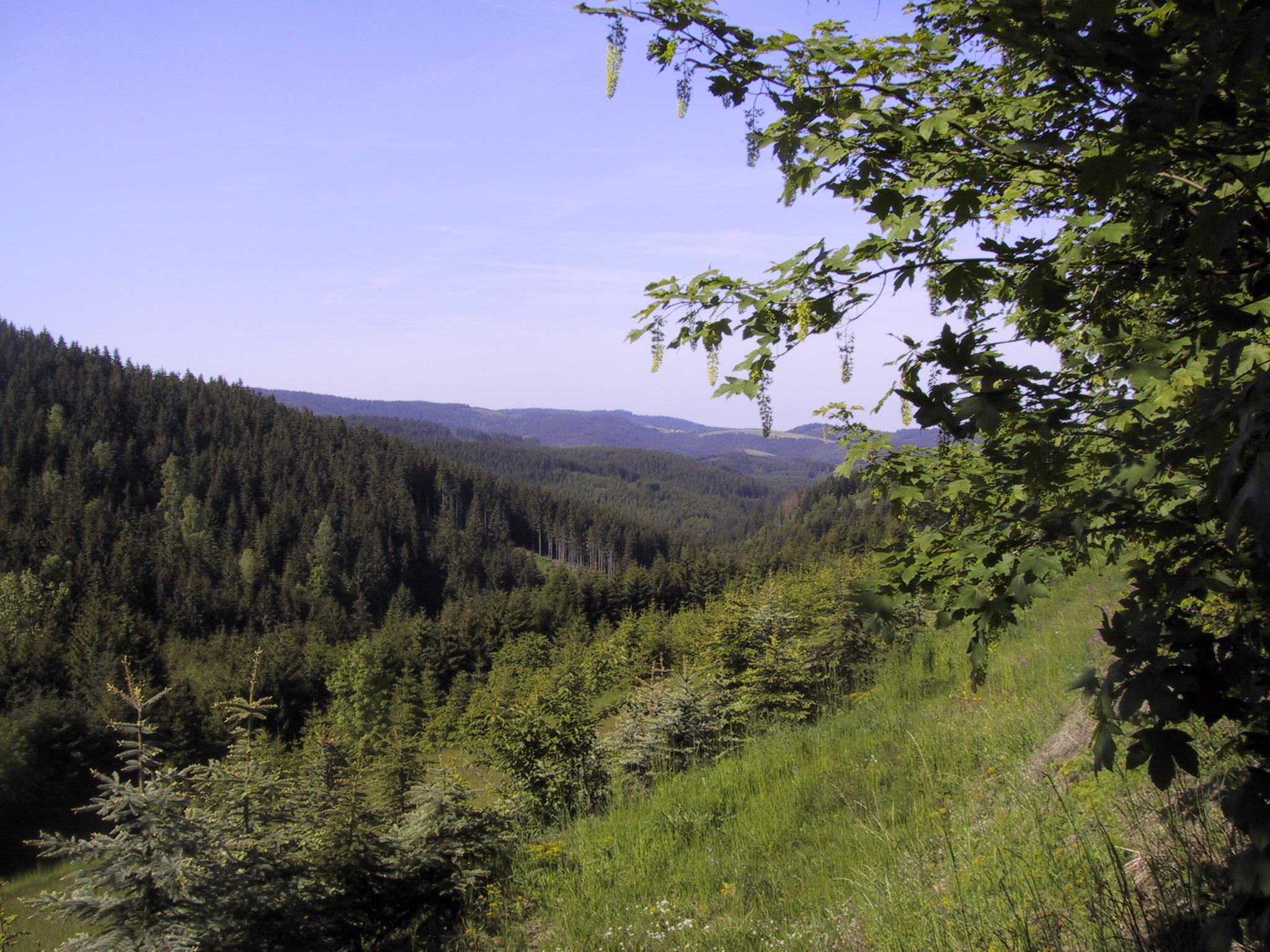 MTB Nord bei Schindelthal.jpg